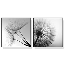 Wall Art 50cmx50cm Black and white dandelion 2 Sets Black Frame Canvas
