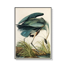 Wall Art 70cmx100cm Great Blue Heron By John James Audubon Black Frame Canvas
