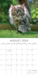 Top Cats - 2024 Square Wall Calendar Pets Animals 16 Months Premium Planner Gift