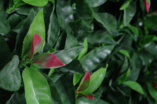 Photinia (Red Robin) Leaf Screens / Panels UV Stabilised 1m X 1m