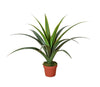 Artificial Dracaena Plants 80cm