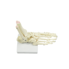 Life Size Foot Joint Anatomical Model Skeleton