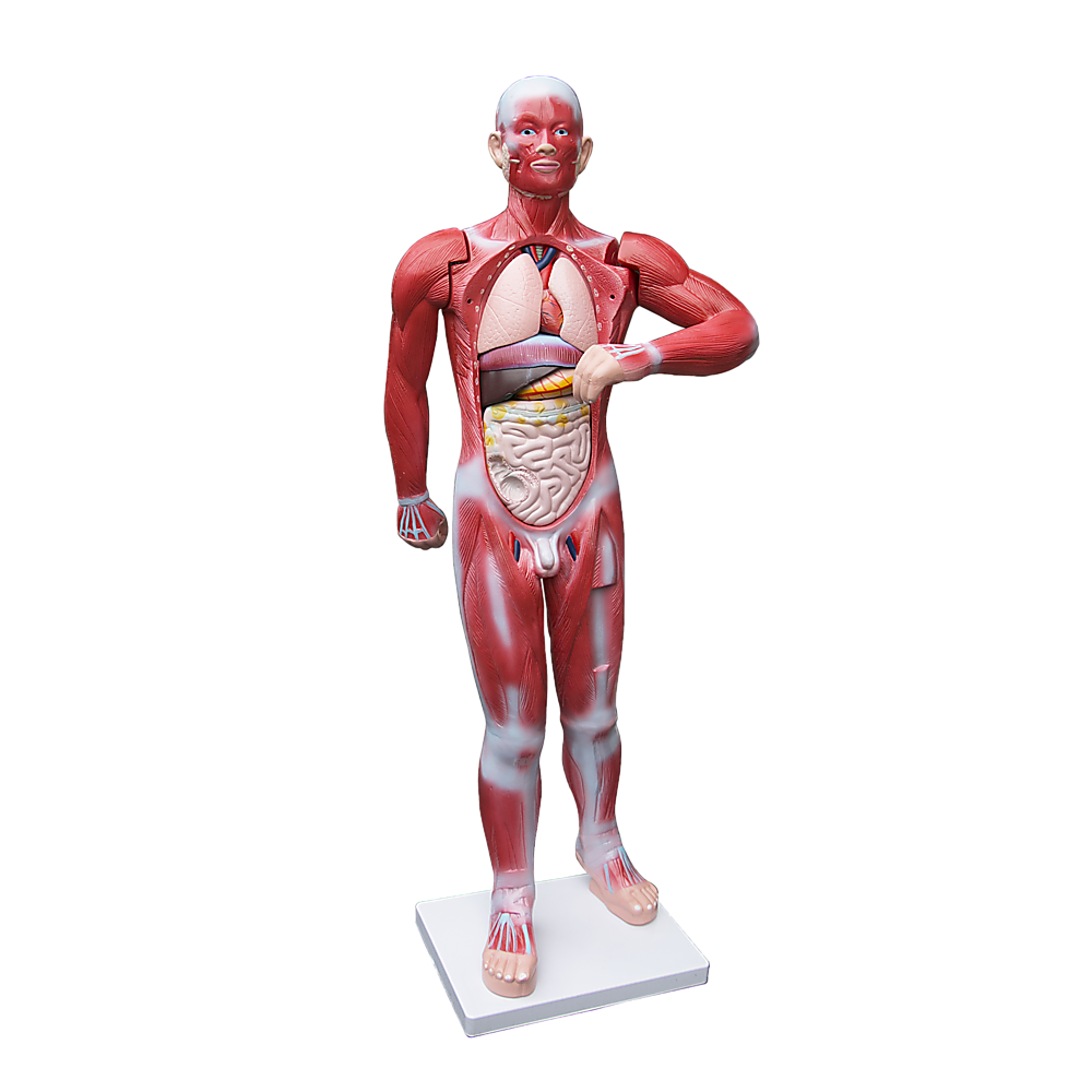 Human Anatomical Muscular Model Muscle System – Platinum Deals